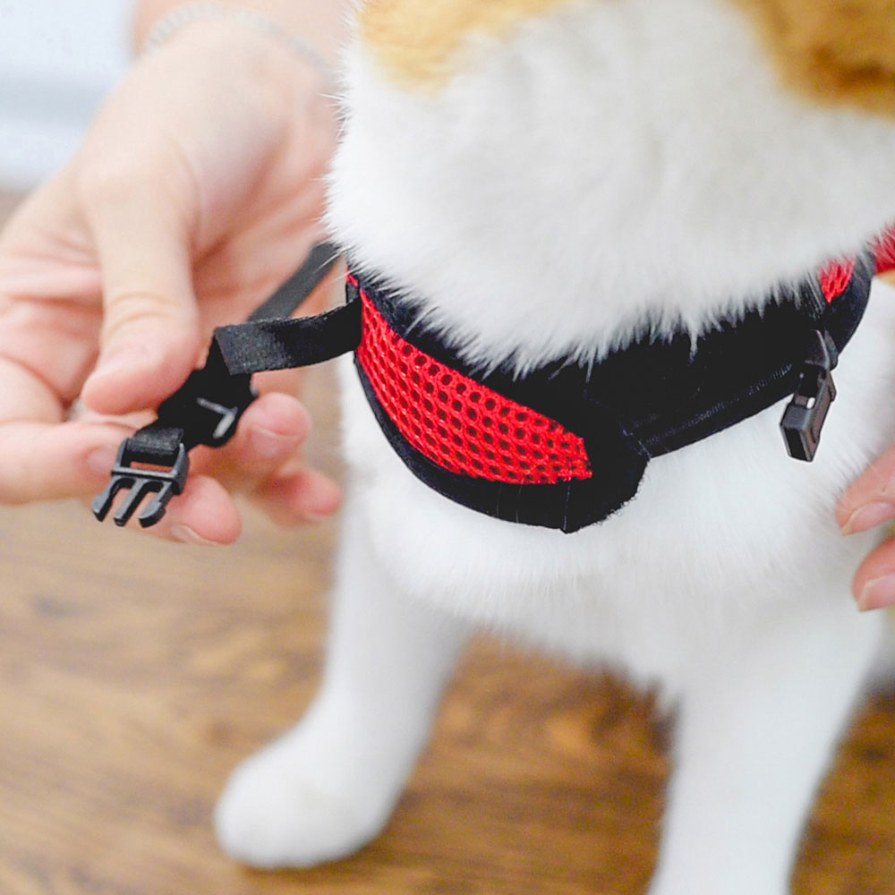 Harnais pour chats jogging extra large, en filet perforé, avec laisse élastiquée