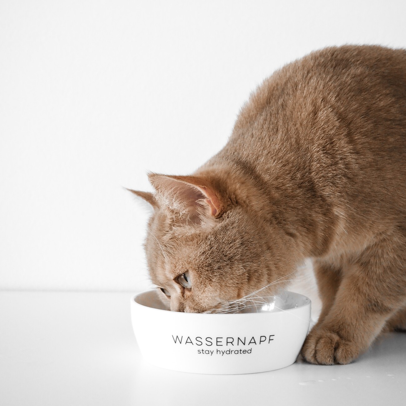 Minty&Marla Katzennapf Keramiknapf, Wassernapf, 350ml