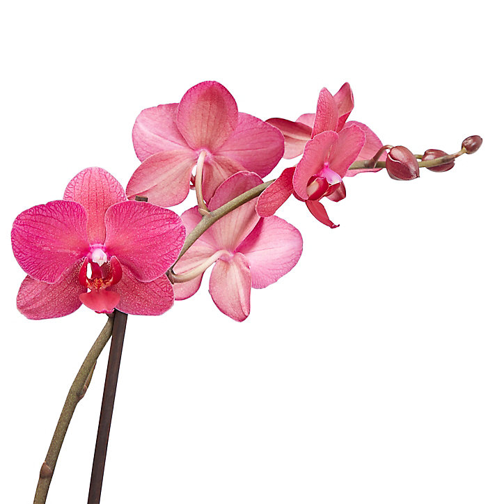 Orchidée papillon 2 tiges, 12cm, Assortiment