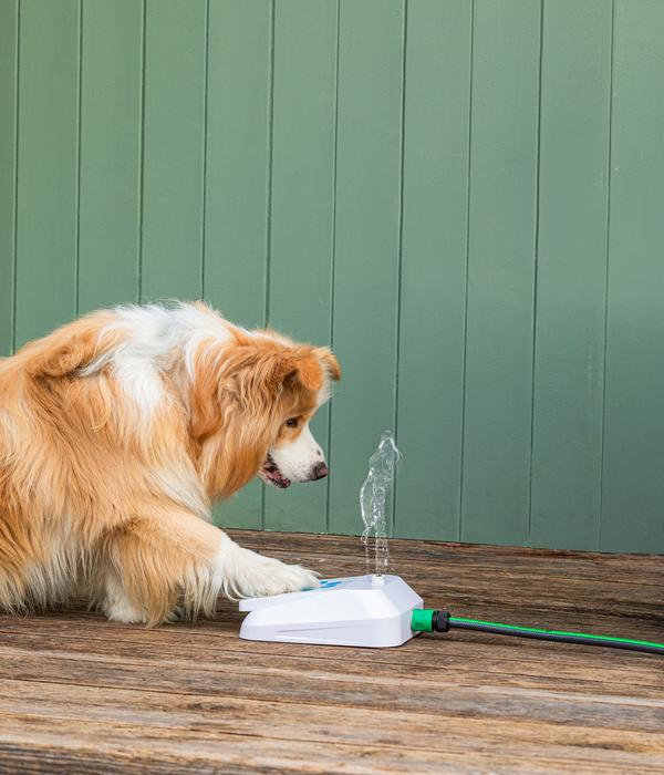 Dehner Lieblinge Hundespielzeug Wasserfontäne