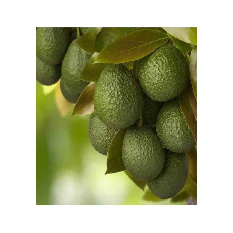 Avocatier persea americana var. Hass (de greffe) blanc - taille pot de 7 litres ? 60/80 cm