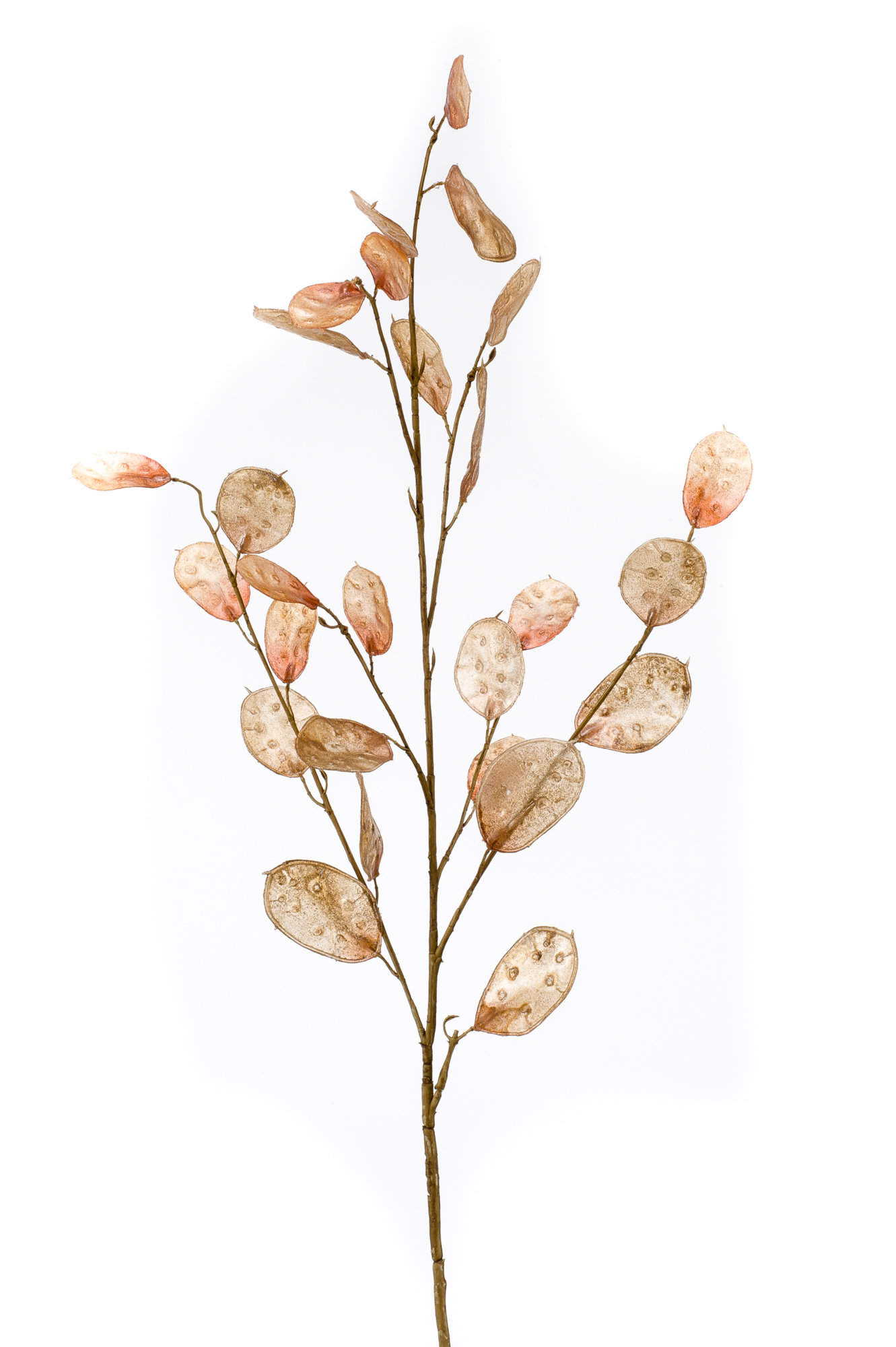 Lunaria spray brown