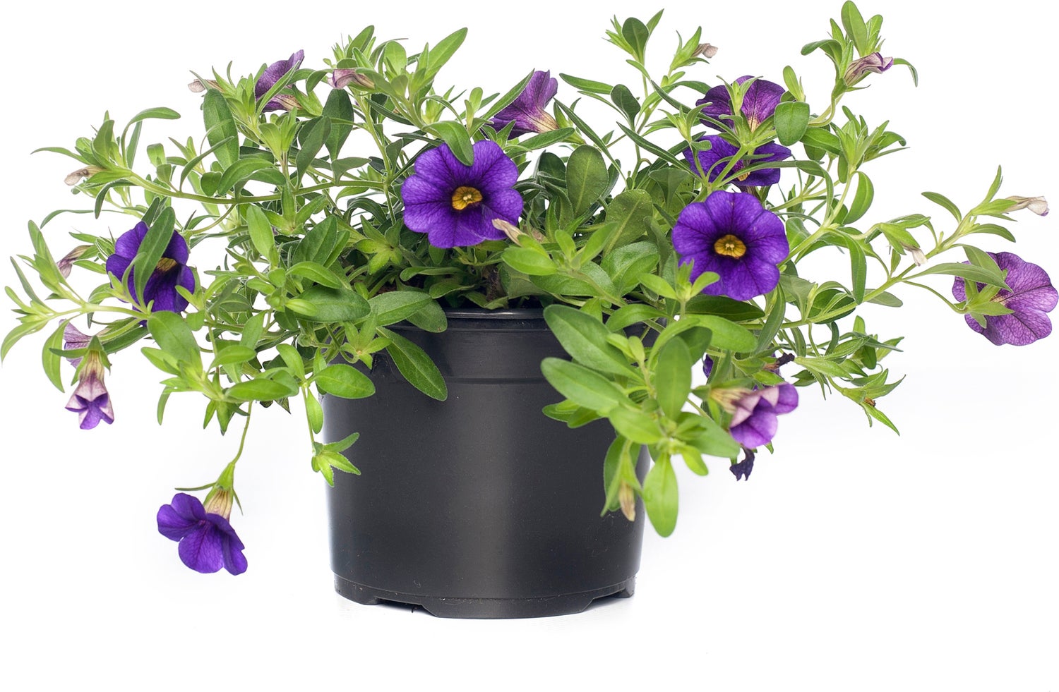 Minipetunia (Calibrachoa) D 12 H 10 cm