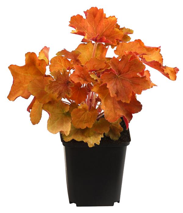 Bio Purpurglöckchen 'Caramel®'