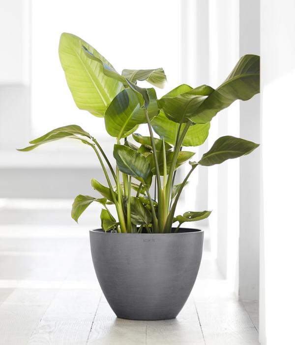 Ecopots Kunststoff-Topf Antwerp, rund