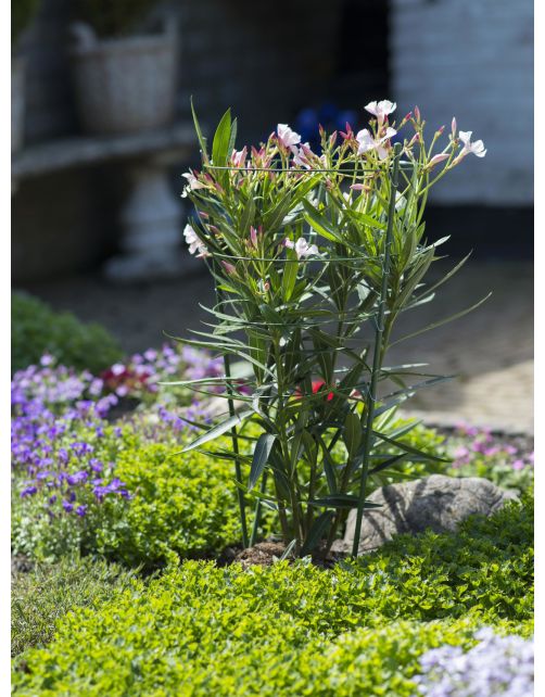 Nature Plantensteun Set 4 Ringen En 3 Steunen - Klim-En Geleide Artikel - 29.5x29.5x90 cm Groen per stuk