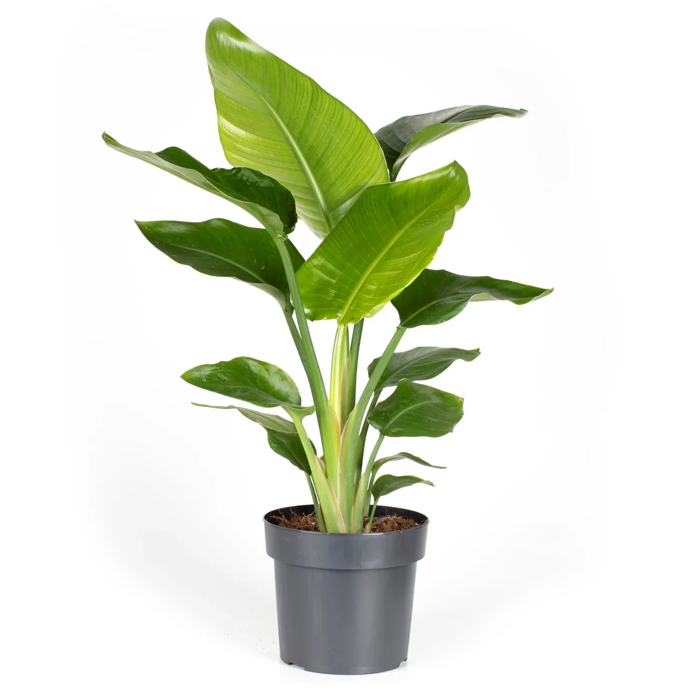 Strelitzia nicolai Strelitzia nicolai Høyde 60 cm
