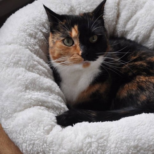 Cama redonda para animais de estimação, marrom