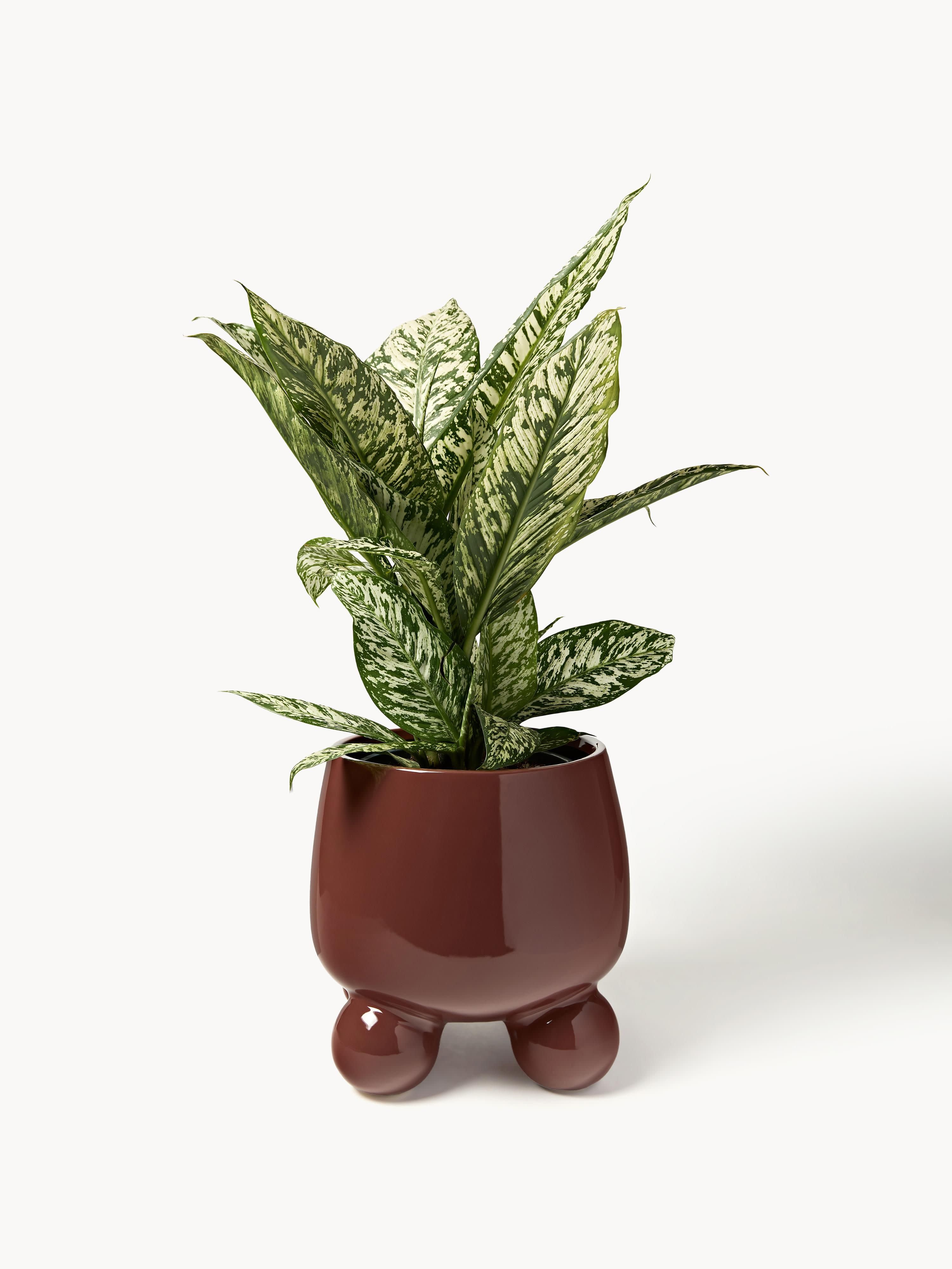 Grote plantenpot Olea, H 32 cm