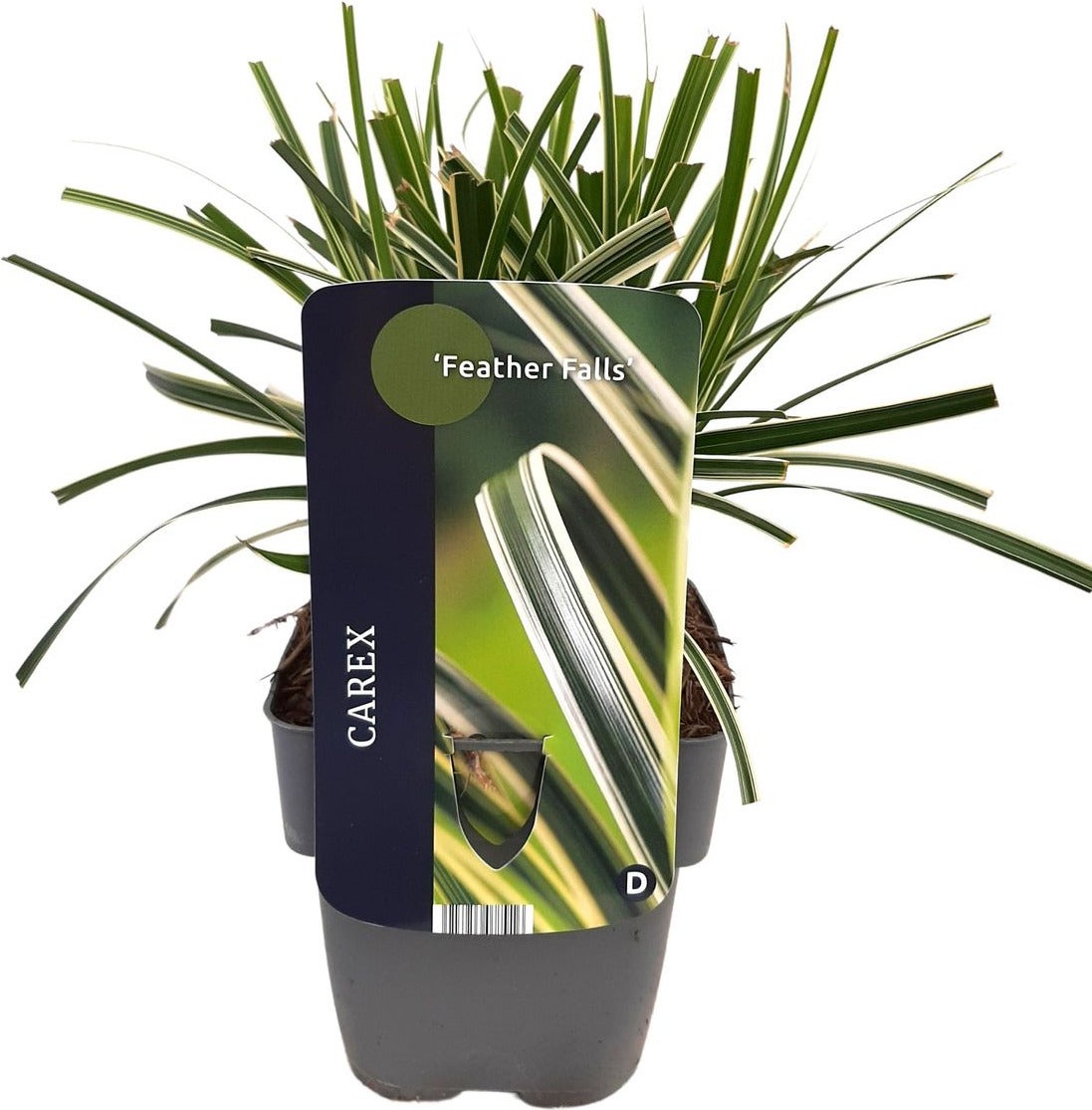 Japanse Zegge (Carex morrowii 'Feather Falls') D 17 H 45 cm