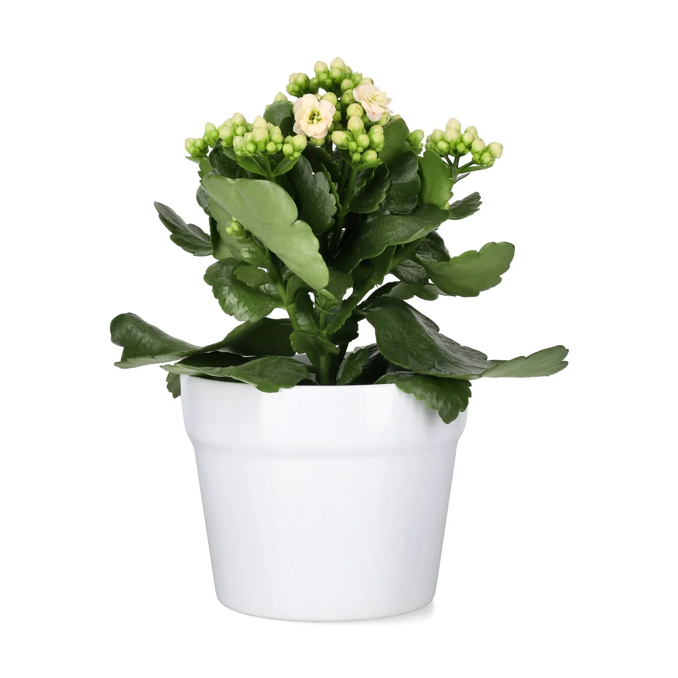 Kalanchoe Light Pink 10,5cm Ildtopp Høyde 25 cm