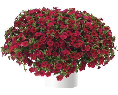Calibrachoa 'Lia Dark Red' (minipetunia) in potmaat 12 cm