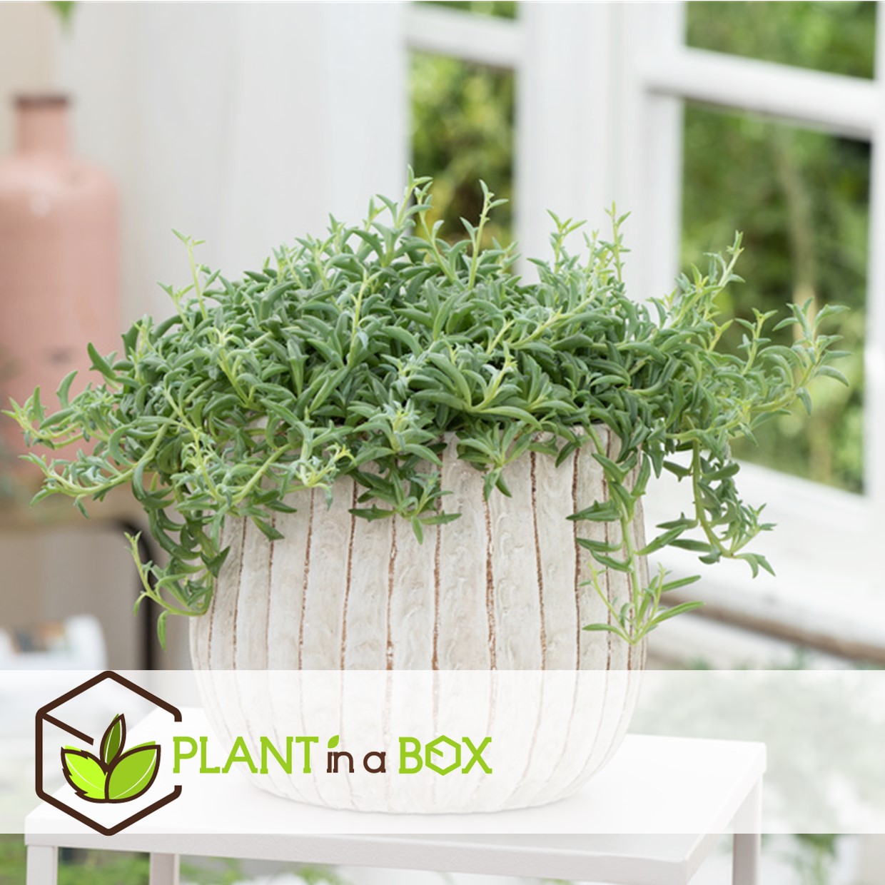 Senecio peregrinus - set de 2 - collier de dauphin - pot 12cm - hauteur 10-20cm