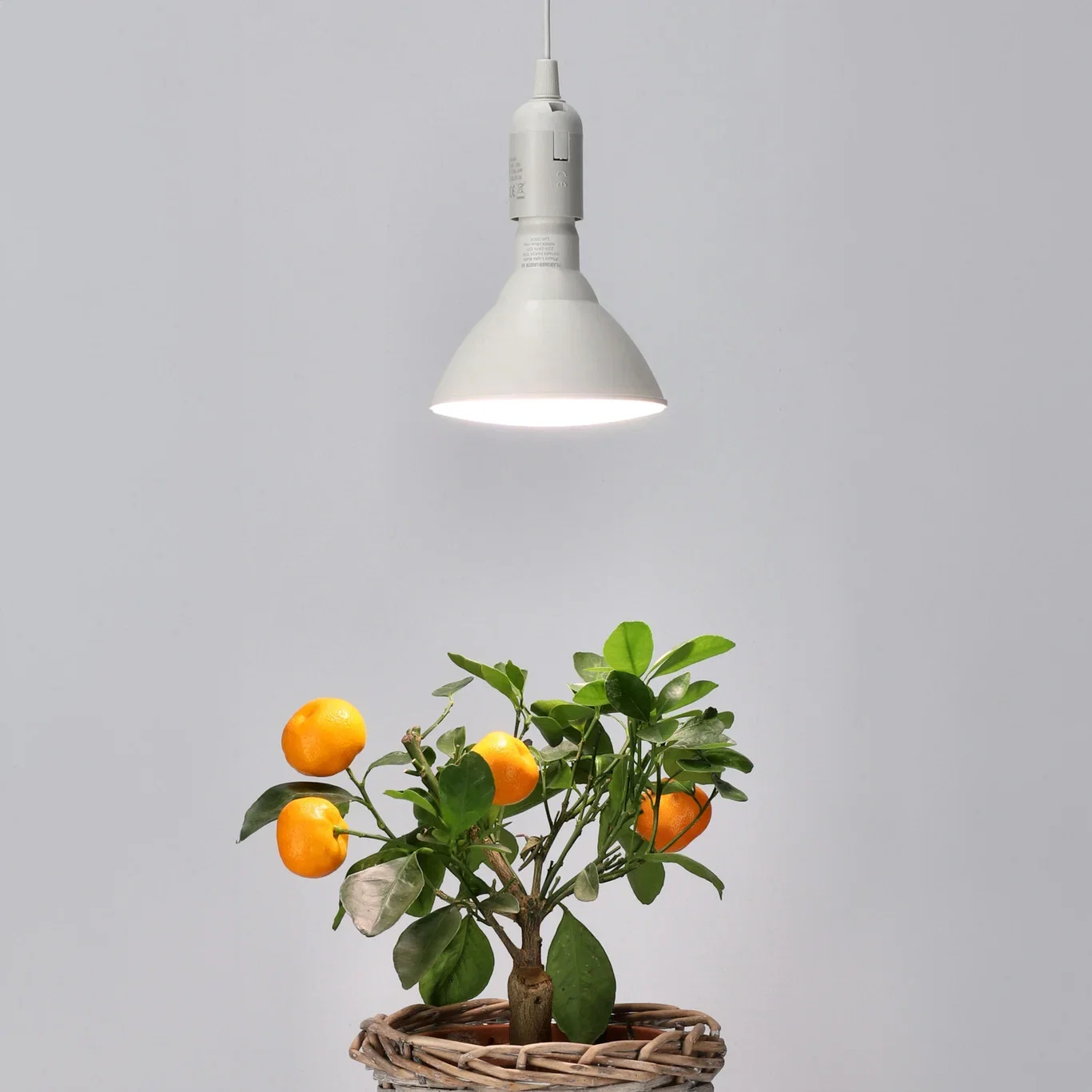 Plantagen Plantelyspære LED 15W Winter Albatross