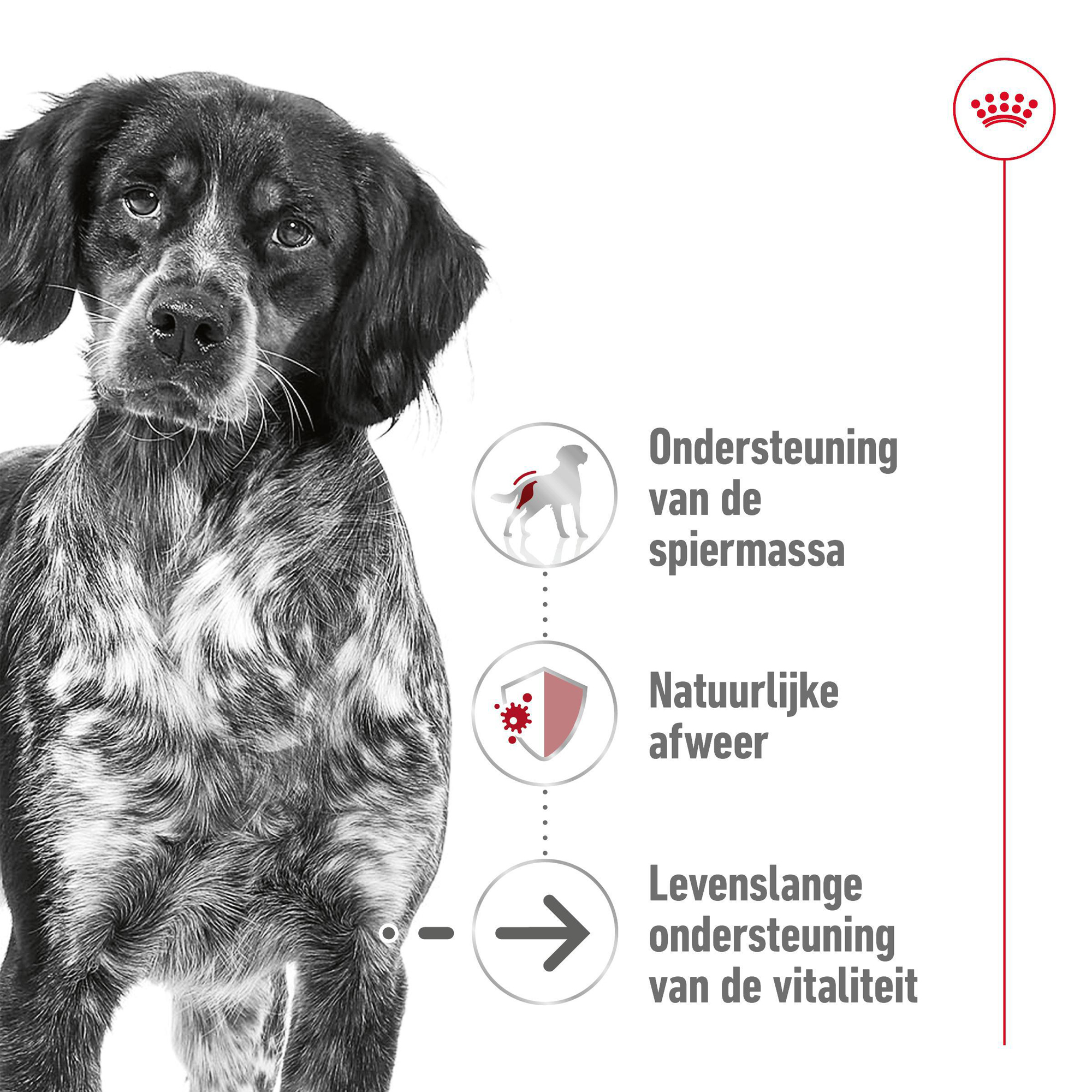 Royal Canin Medium Ageing 10+ - Hondenvoer