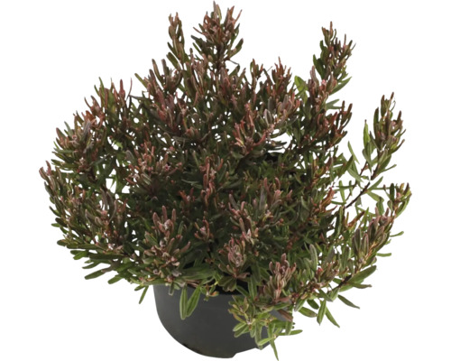 Lavendelheide 'Blue Ice' Andromeda polifolia 'Blue Ice' H 20-30 Co 2 L