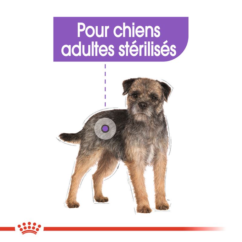 Royal Canin Mini Sterilised à prix discount sur bitiba.fr