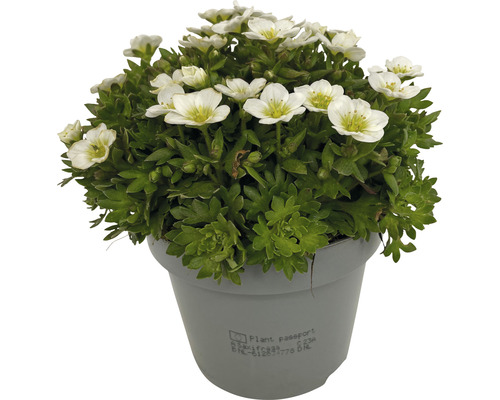 Vaste planten voor het voorjaar FloraSelf, diverse soorten, pot Ø 12 cm