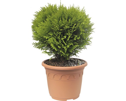 Bolvormige levensboom FloraSelf Thuja occidentalis 'Danica' H 30-40 cm Co 8 L