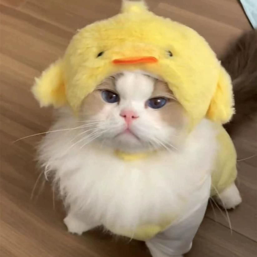tanvtim - Set: Eend Pet Hat + Bib Pet Collar