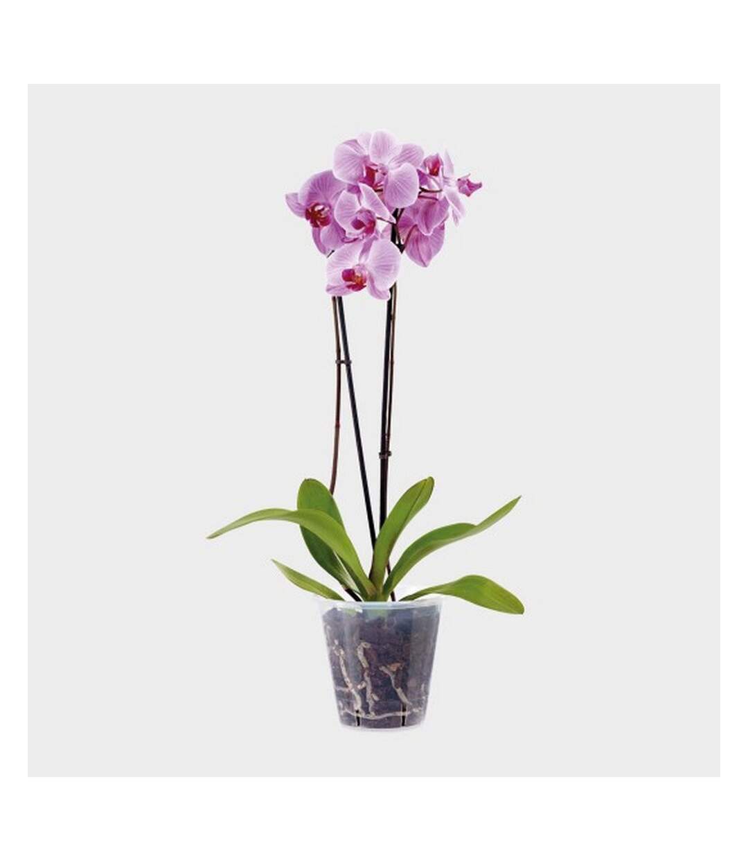Stewart - Pot (Transparent) (11cm) - UTST1032