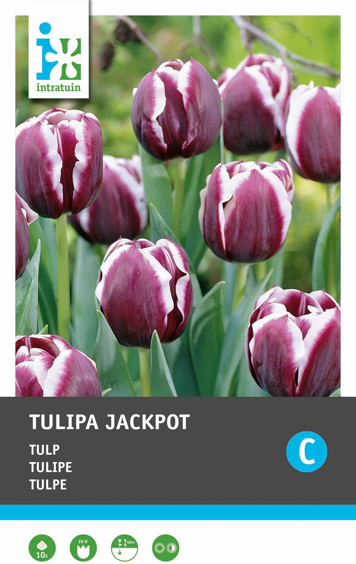 Intratuin bloembollen Tulp (Tulipa 'Jackpot')10 stuks