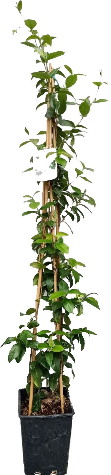Toscaanse Jasmijn (Trachelospermum jasminoides) D 20 H 180 cm