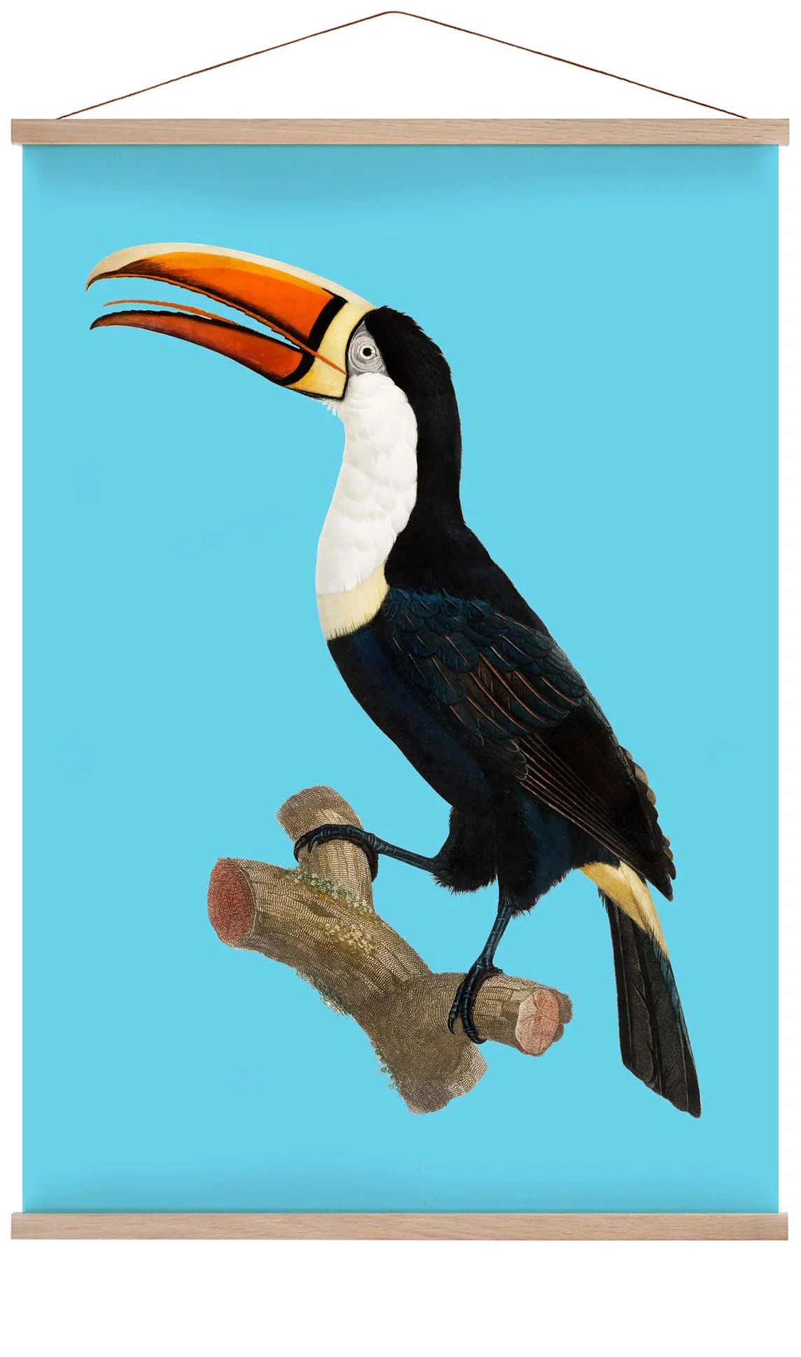 Tukan auf blauem Tierdruck
