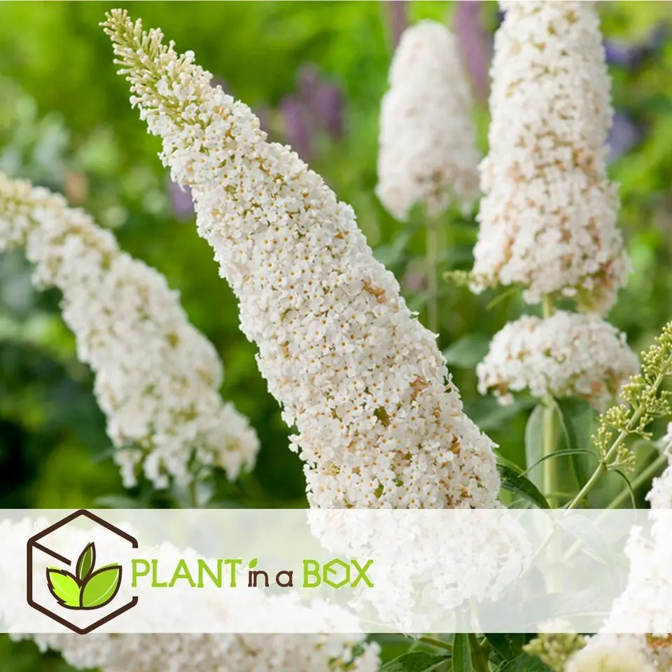 Vlinderstruik - Set van 3 - Buddleja davidii - Hoogte 25-40cm - ⌀9cm