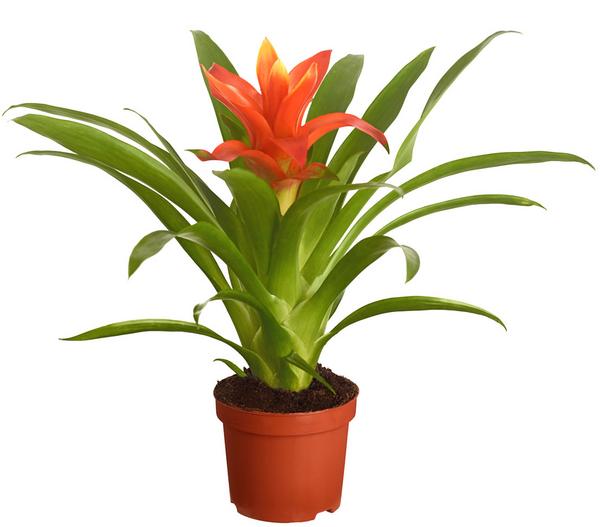 Vriesea - Bromelia cultivars, verschiedene