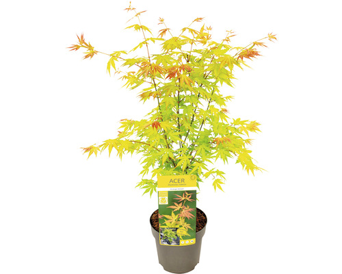 Japanse esdoorn oranje Acer palmatum 'Orange Dream' H 50-60 cm Co 3 L