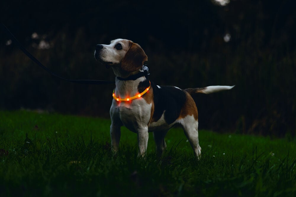 Beeztees Dogini USB - Lichtgevende Halsband  - Hond - oranje - 70 cm