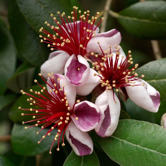 Feijoa Sellowiana - pot de 10 litres