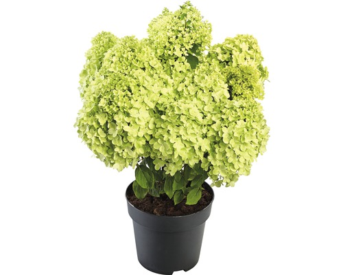 Pluimhortensia 'Pandora' Hydrangea paniculata 'Pandora' H 40-50 cm Co 5 L