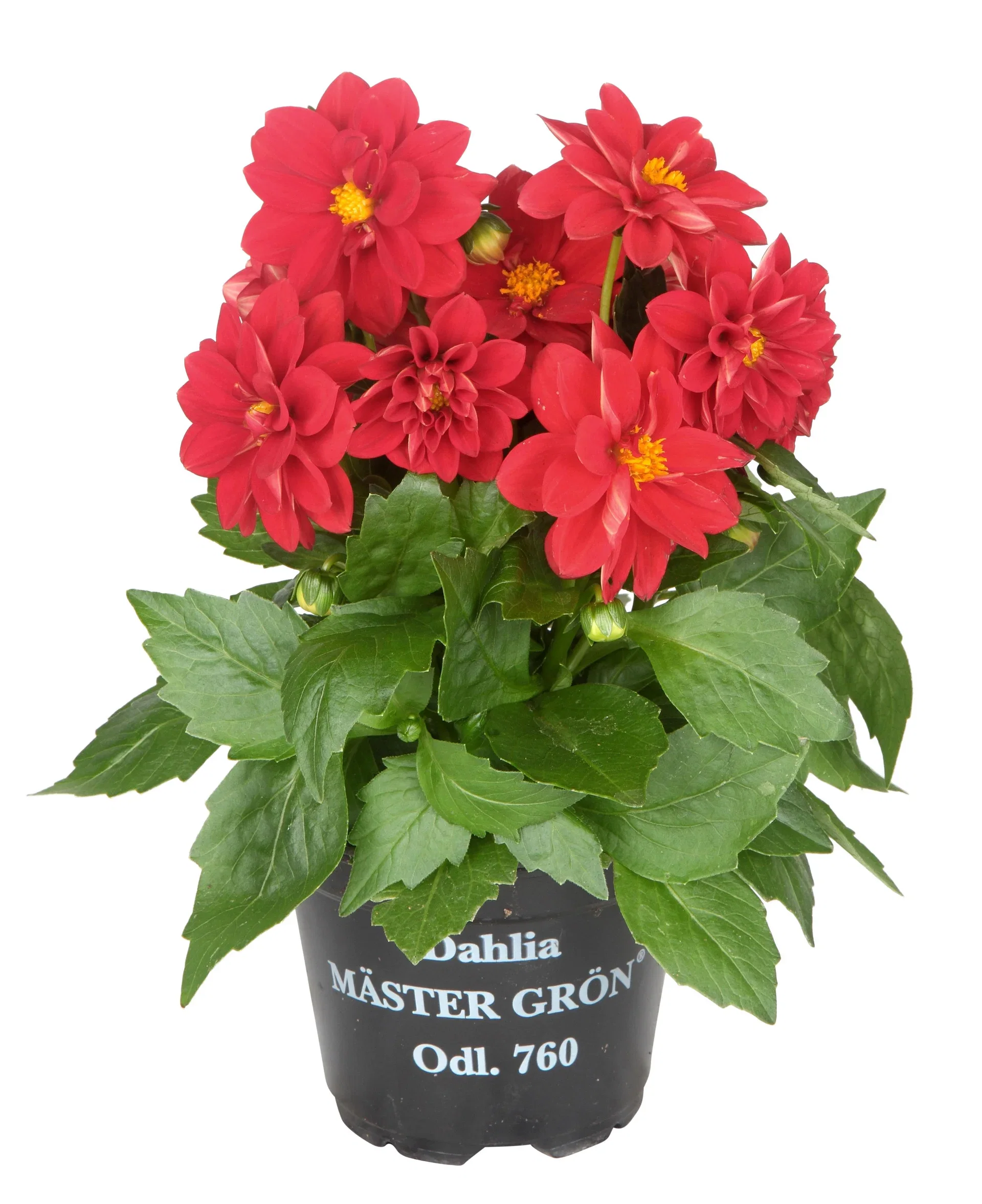 Dahlia Georgine med fylte blomster Ø12 cm