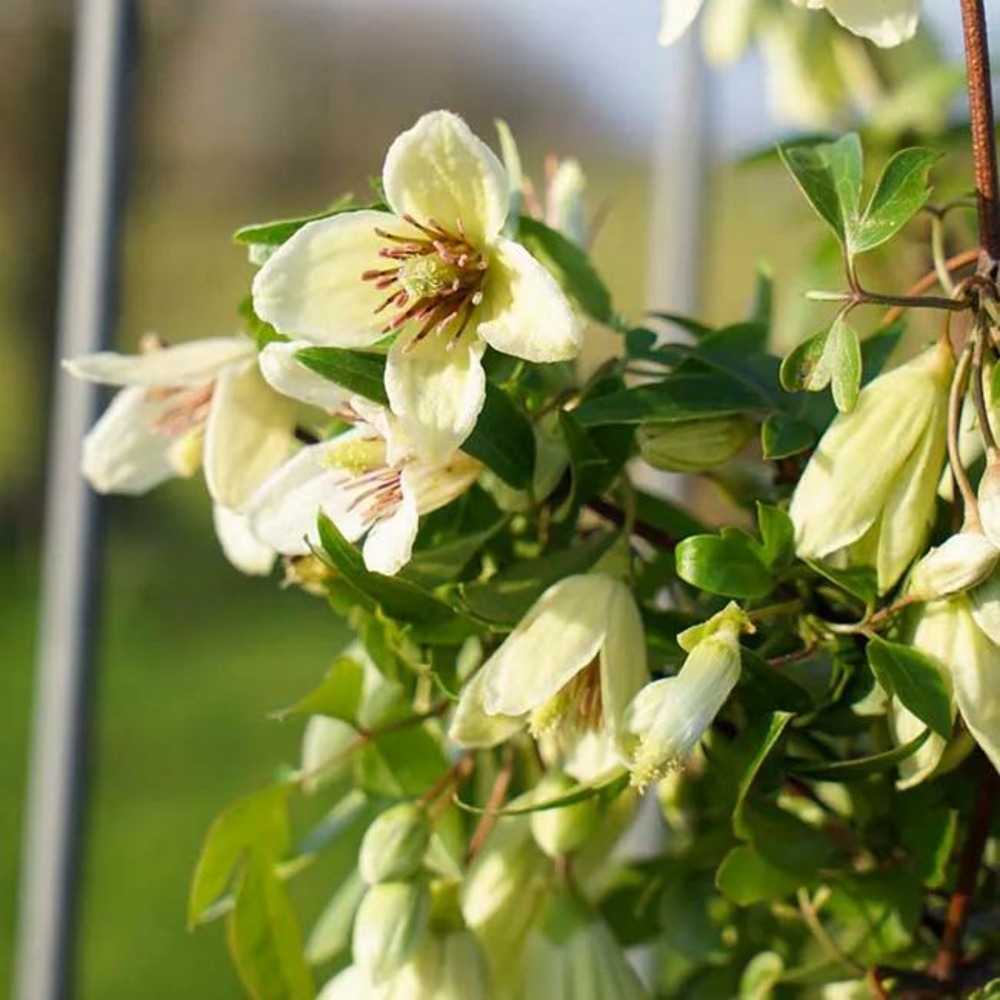 Clématite de noël 'christmas surprise®' clematis cirrhosa 3l