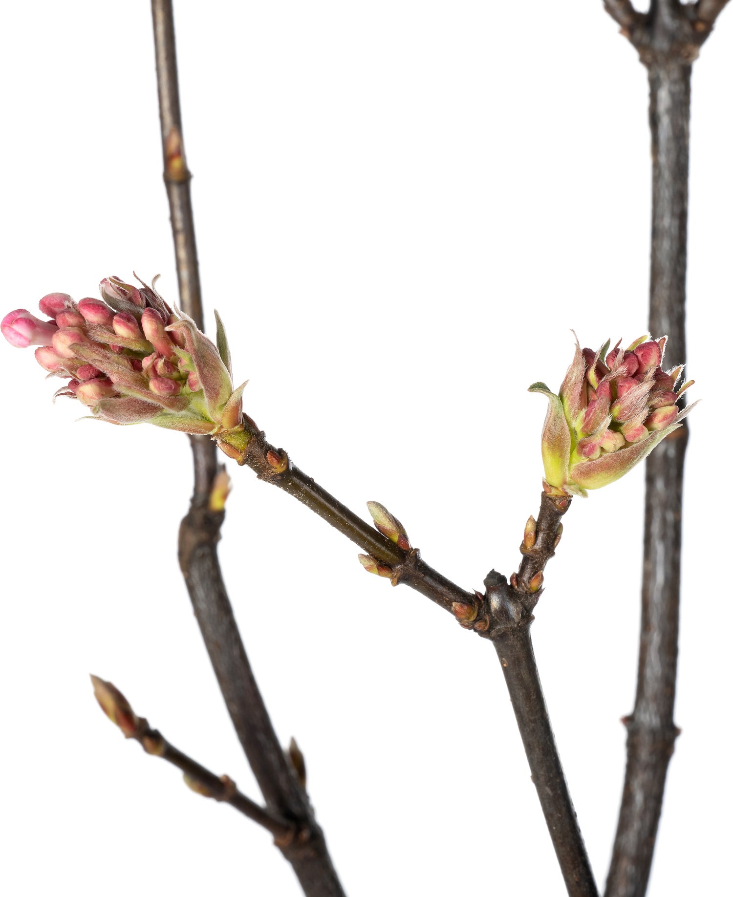 Sneeuwbal (Viburnum bodnantense 'Dawn') D 32 H 90 cm