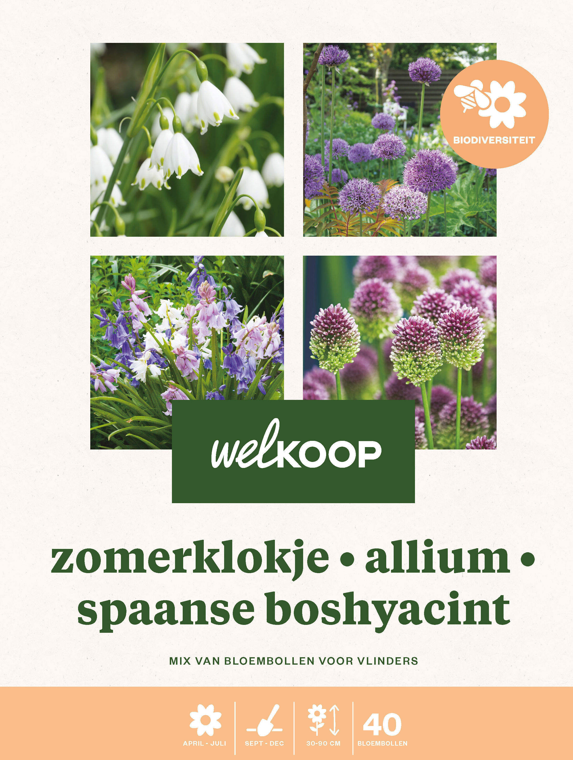 Welkoop Zomerklokje  Allium Spaanse Boshyacint - Biodiversiteit - Bloembollen