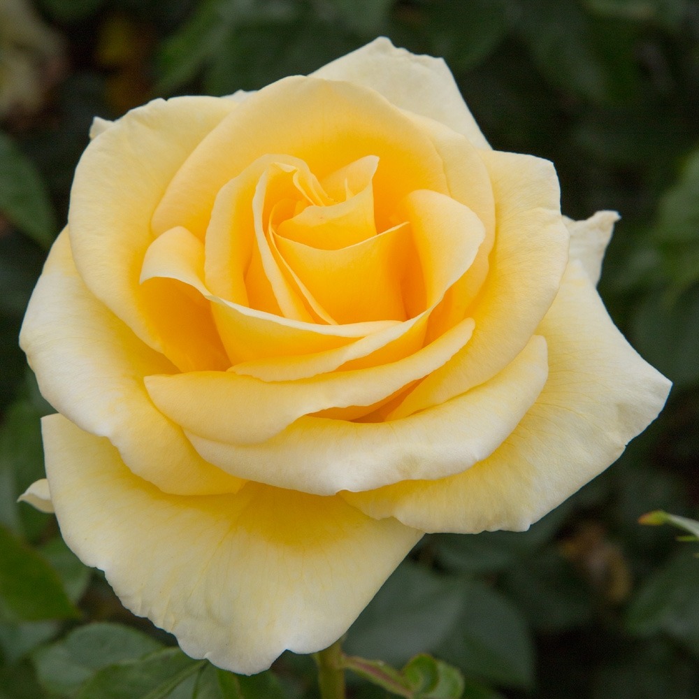Rosier raffaello ® meikanaro sans motte
