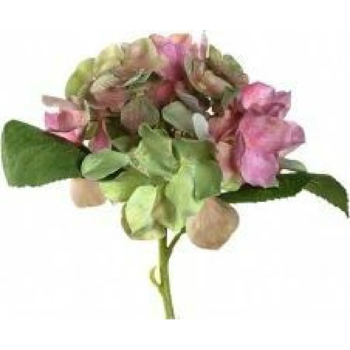 LEONARDO HOME Hortensie Poesia - Rose