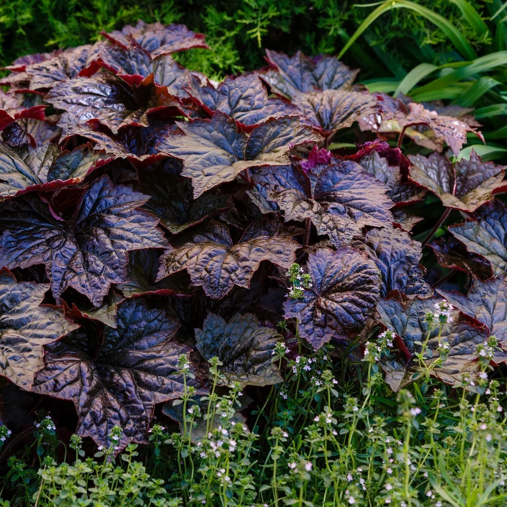 Heuchera 'Timeless Night' Alunrot TIMELESS NIGHTS 3 L