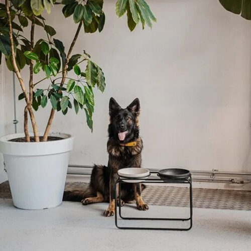 District 70 Butler Voerbakstandaard - Hond