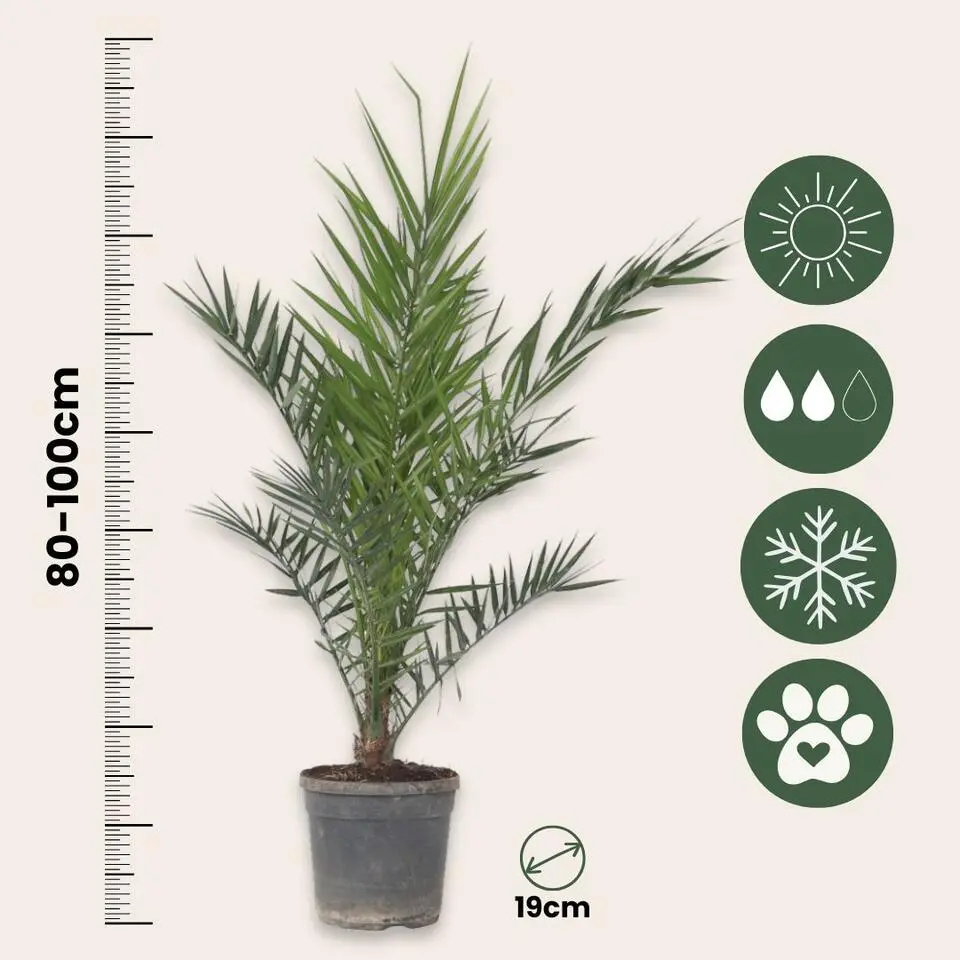 Canarische Dadelpalm - Set van 2 - Phoenix canariensis - Hoogte 80-100cm - ⌀19cm