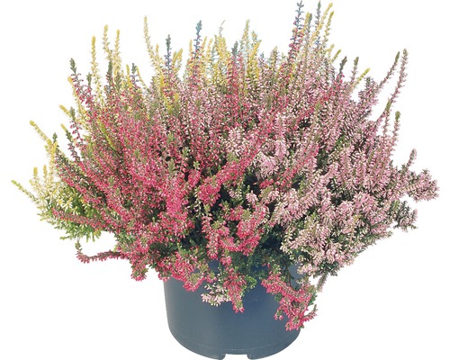 Heide, Gewone heide FloraSelf Calluna vulgaris 'Beauty Lady Trio' Ø 12 cm pot