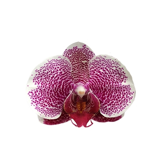 PHALAENOPSIS PANDORRA 2 TIGES D12 H55