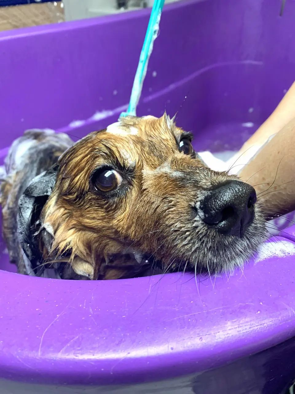 Auna Vegan Kokos-Hundeshampoo für Pfoten und Fell