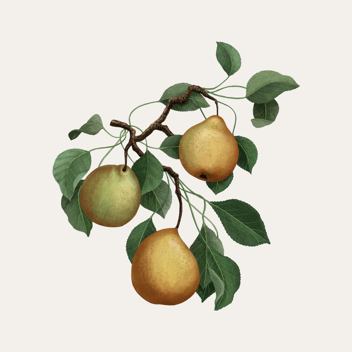 CARRIÈRE FRÈRES Poire - Pirum Bougie Parfumée