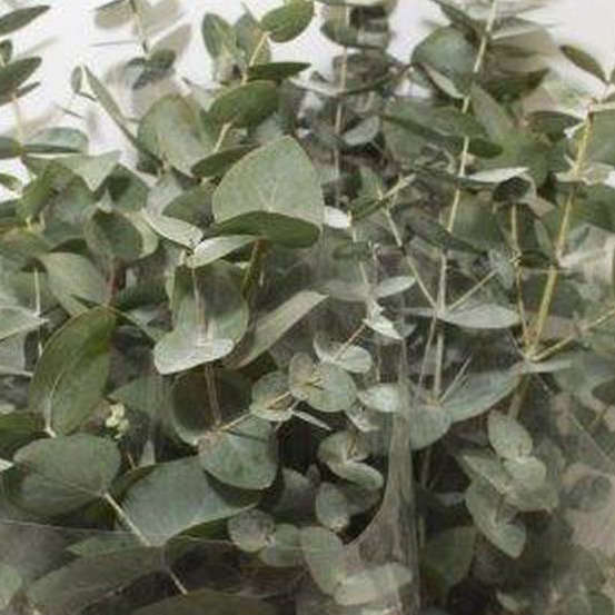 Branche Eucalyptus Cinerea 1 tige H60/70cm