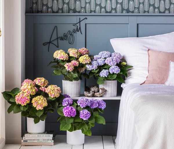 Hortensie 'Magical', verschiedene Farben