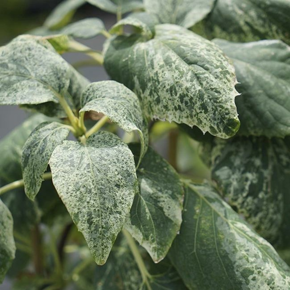 Schizophragma hydrangeoides 'burst of light' - schizophragma hydrangeoides 3l